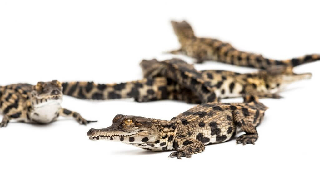 Naissance de bébés crocodiles