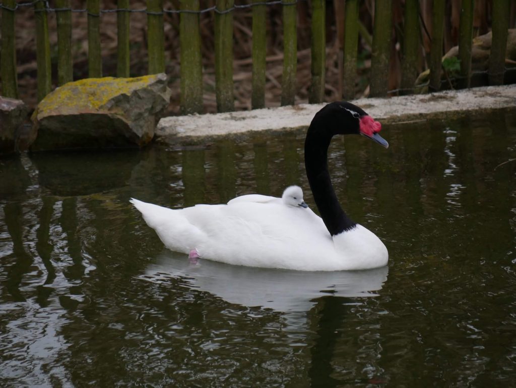 Naissance de cygnes à cou noir