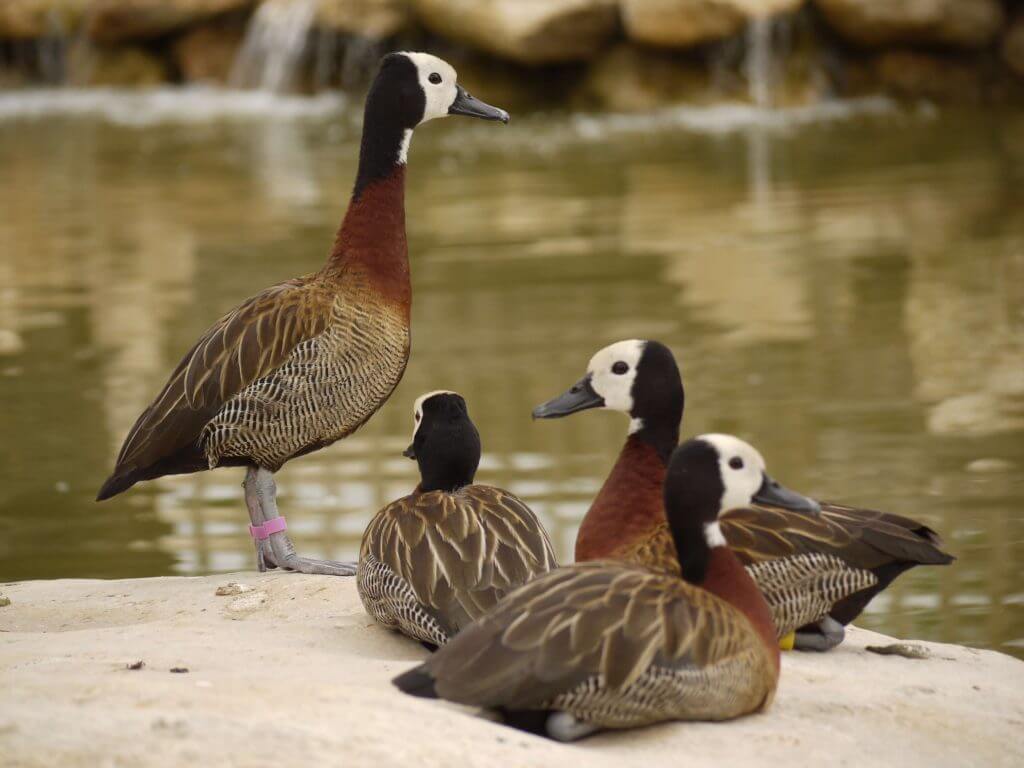 Dendrocygne veuf