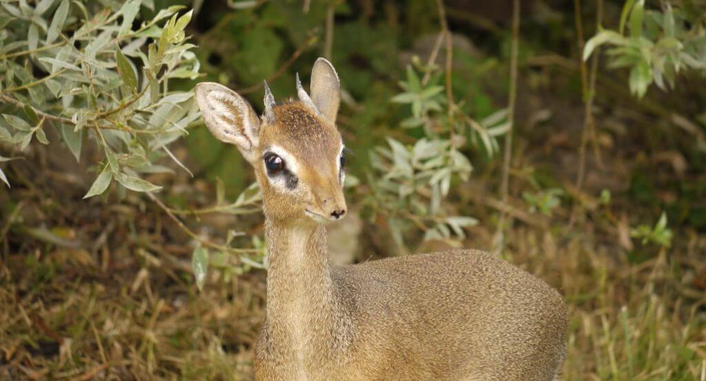 Dik dik de Kirk