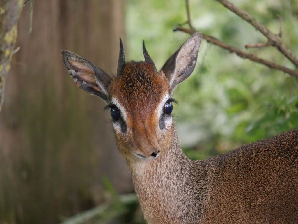 Dik dik de Kirk