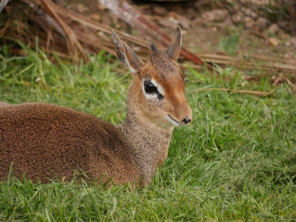 Dik dik de Kirk