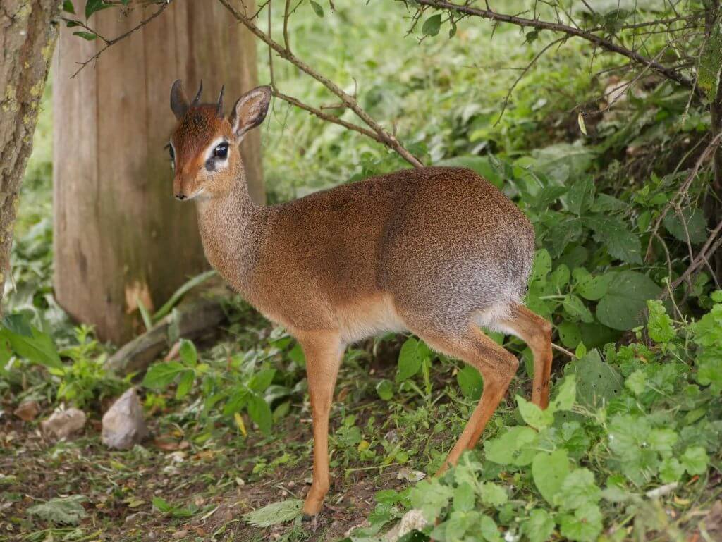 Dik dik de Kirk