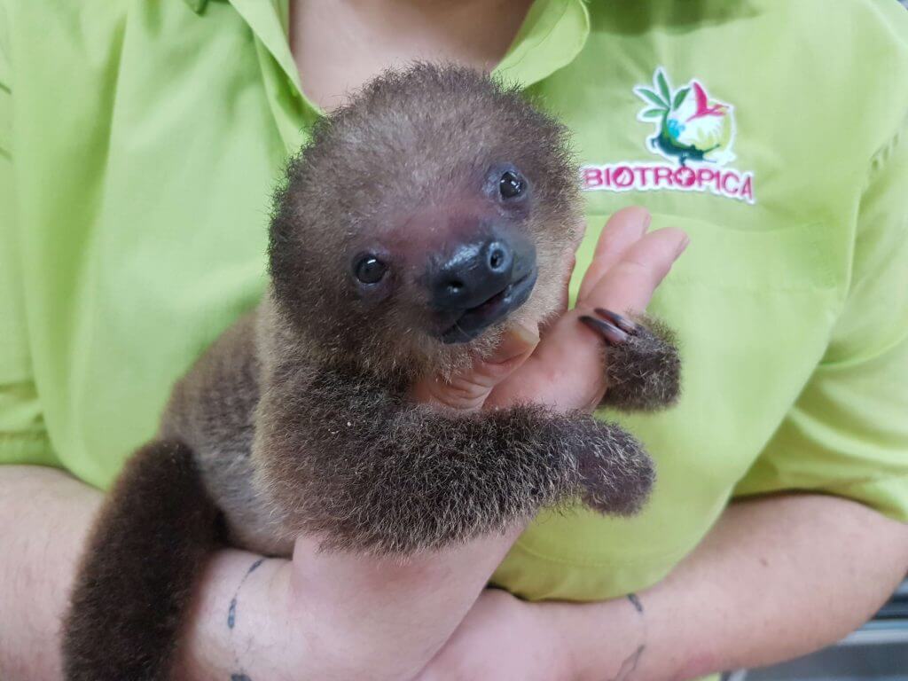 Flash, un bébé paresseux pas comme les autres
