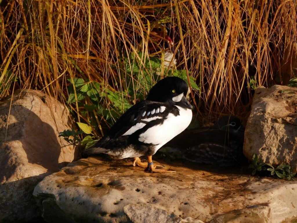 Garrot d’Islande