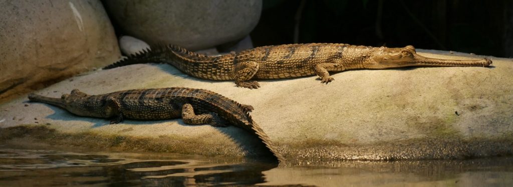 Gavial du Gange