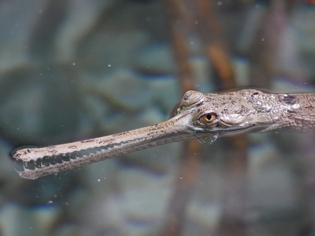 Gavial du Gange