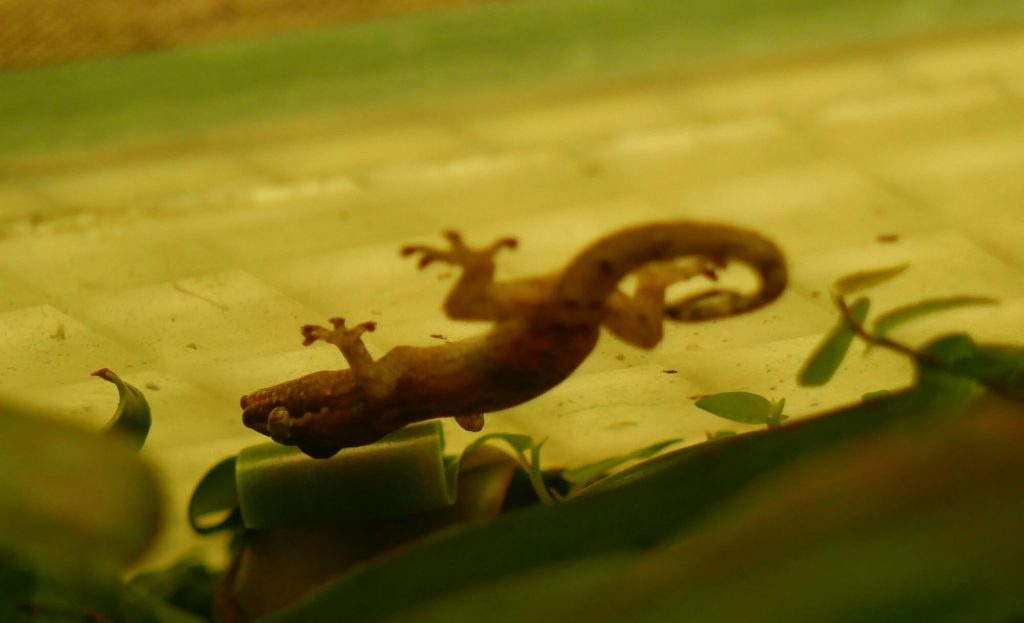 Gecko lugubre