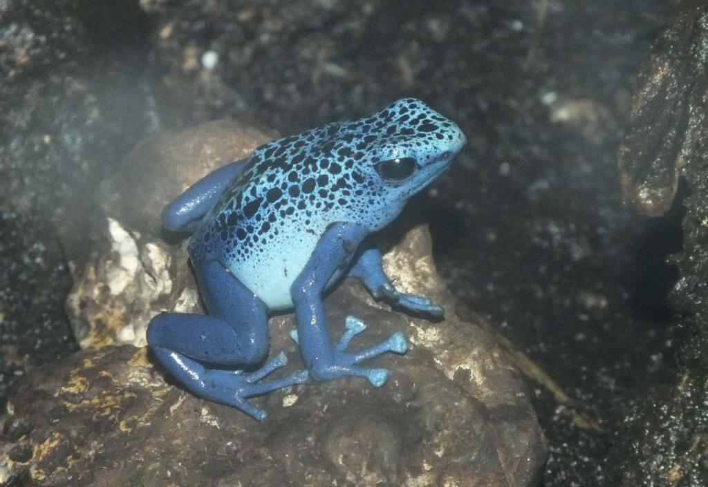 Grenouille azur