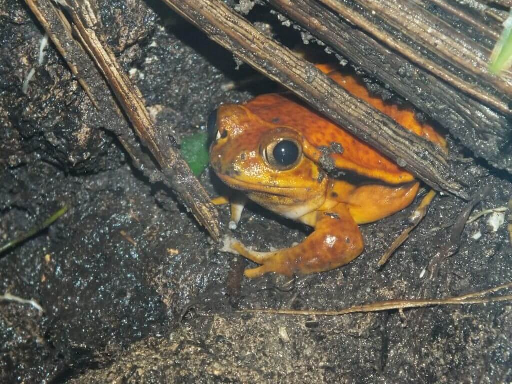 Grenouille tomate