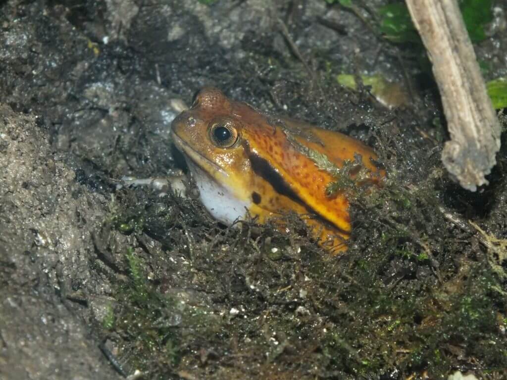 Grenouille tomate