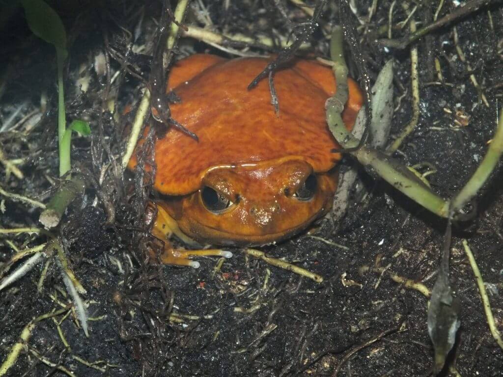 Grenouille tomate