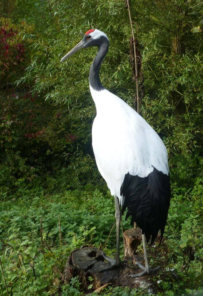 Grue de Mandchourie