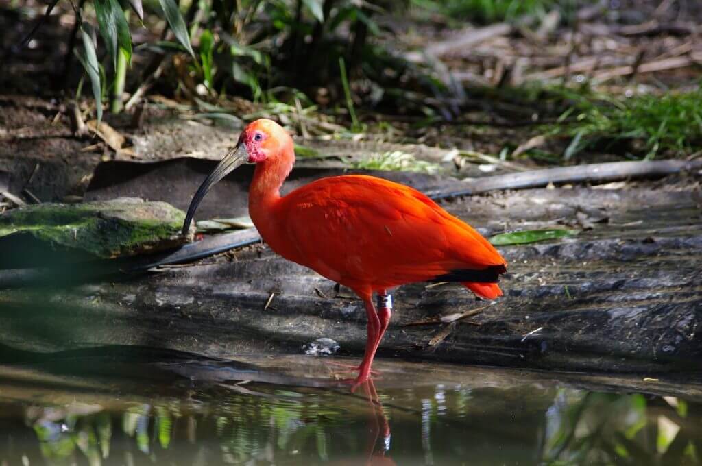 Ibis rouge