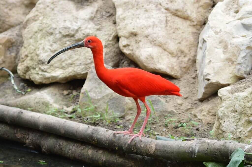 Ibis rouge