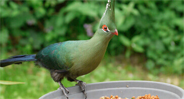 Immersion avec les oiseaux africains
