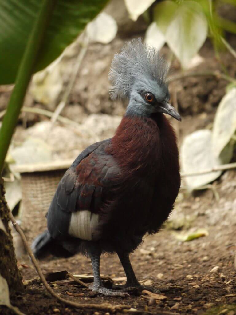 Pigeon couronné