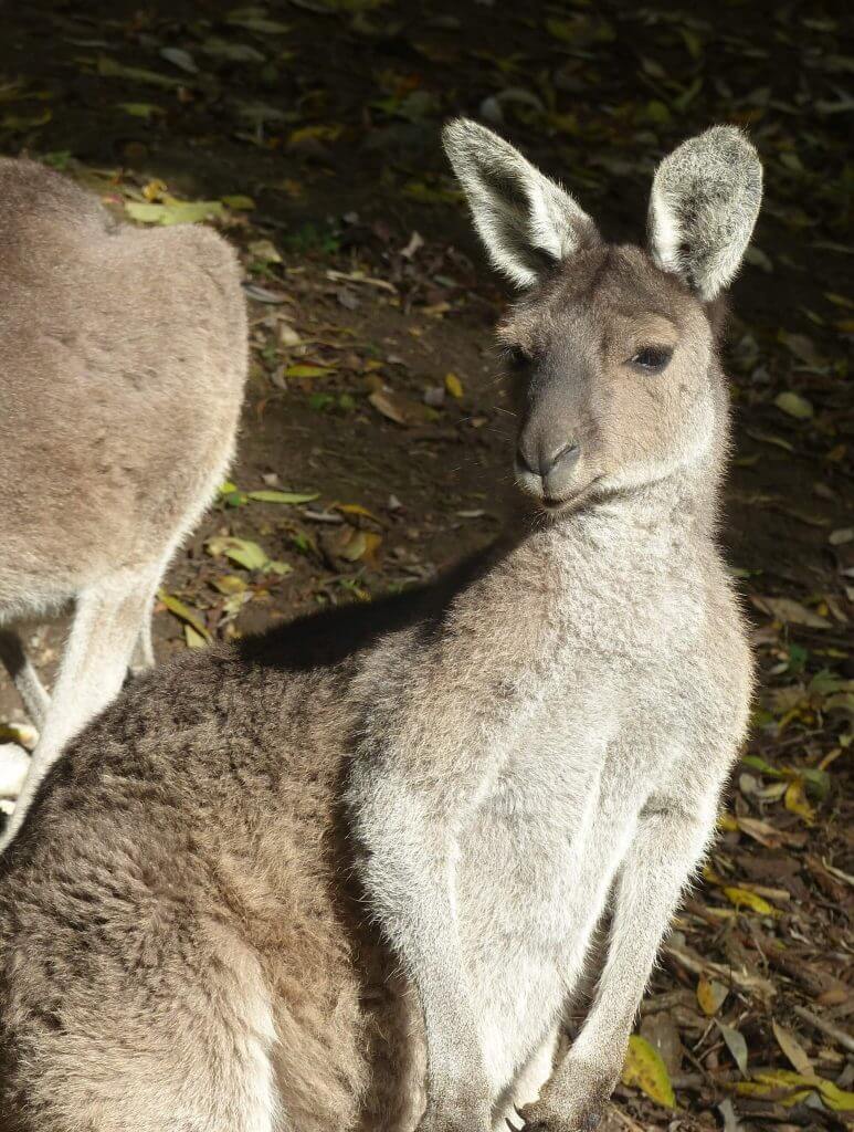 Kangourou gris