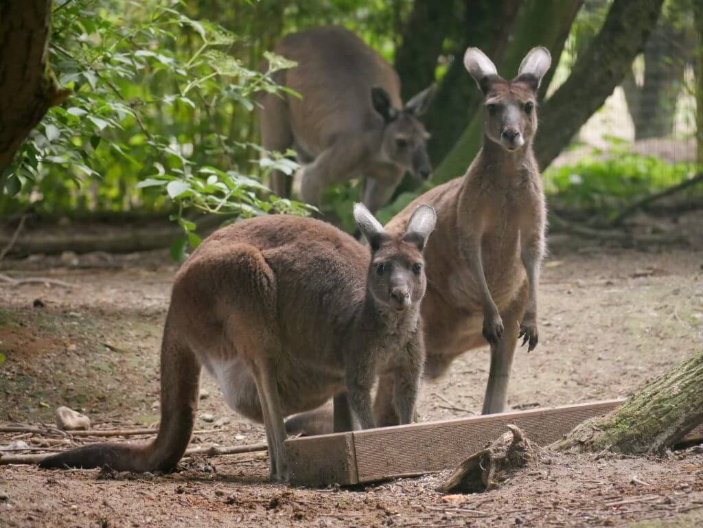 Kangourou gris