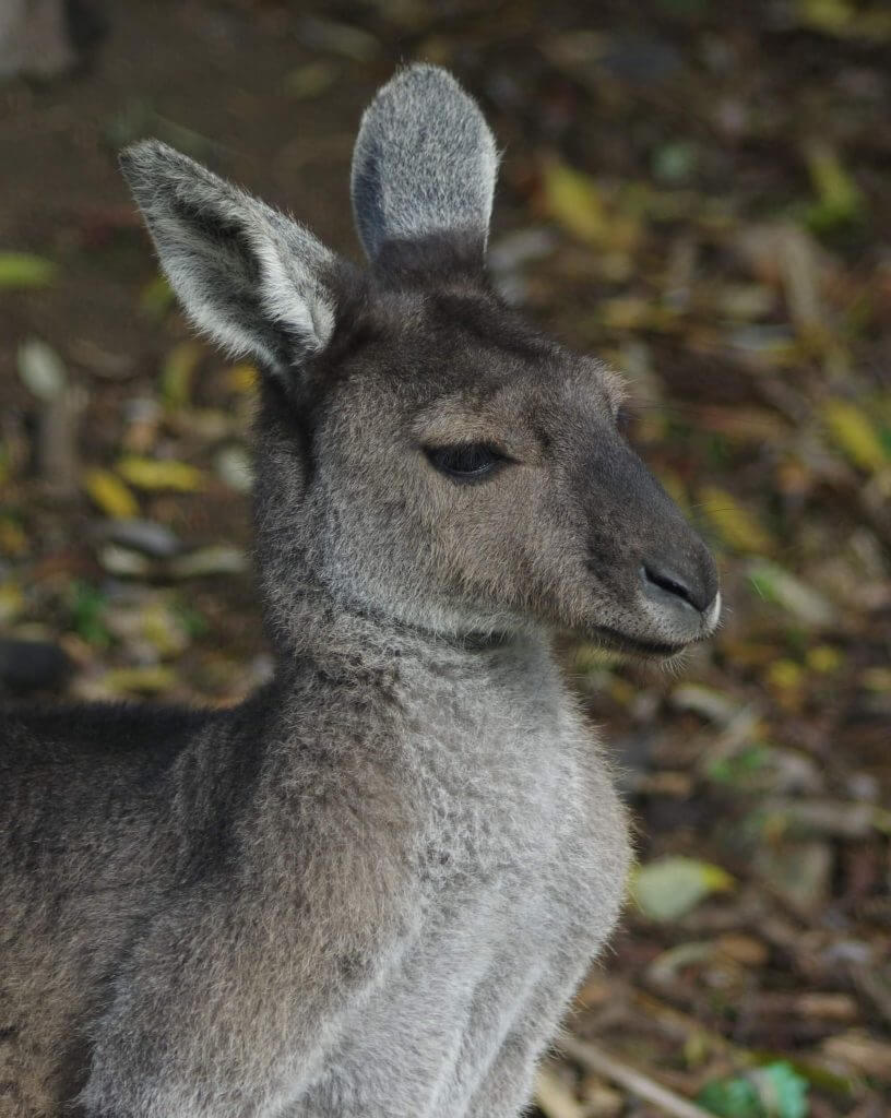 Kangourou gris