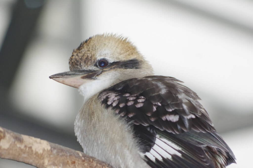 Kookaburra rieur