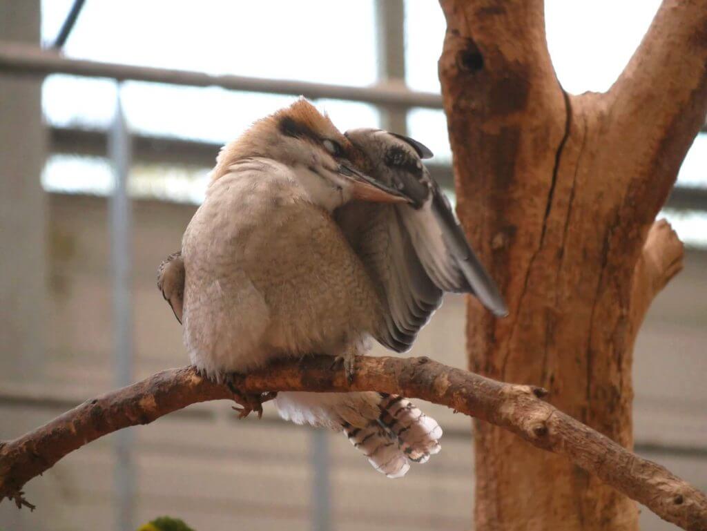 Kookaburra rieur