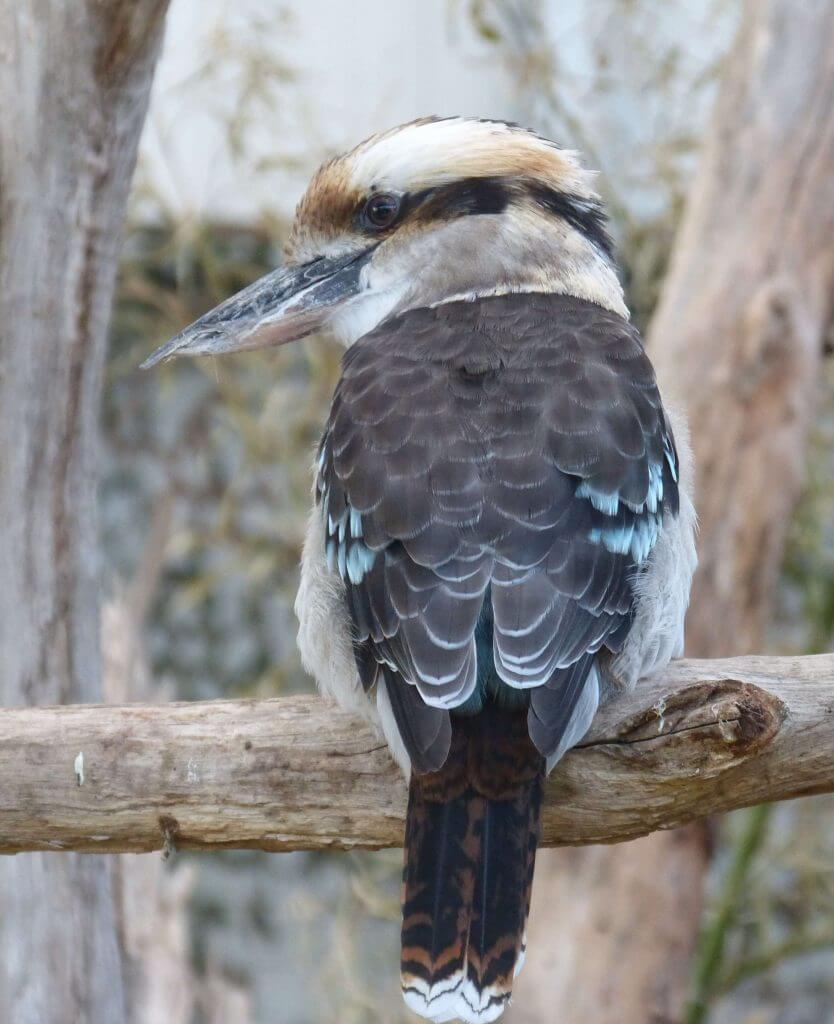 Kookaburra rieur