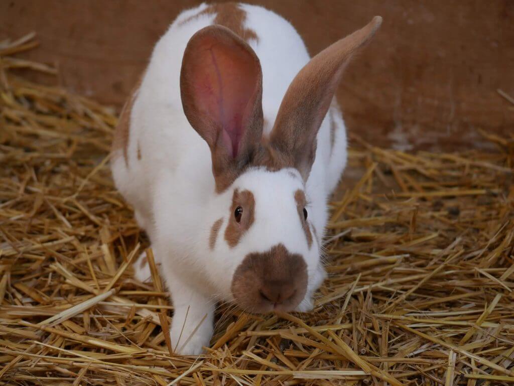 Lapin géant papillon