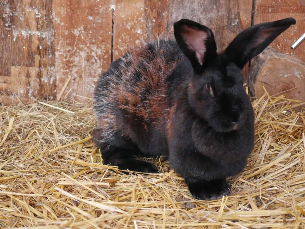 Lapin géant papillon