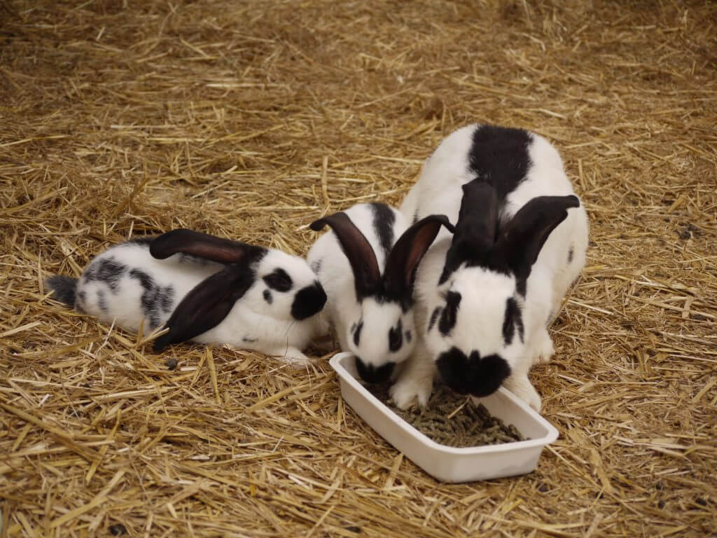 Lapin géant papillon