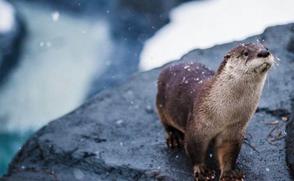 Loutre naine d’Asie