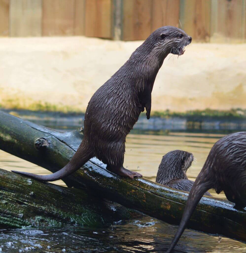 Mignonne loutre, où vis-tu? - Bioparc