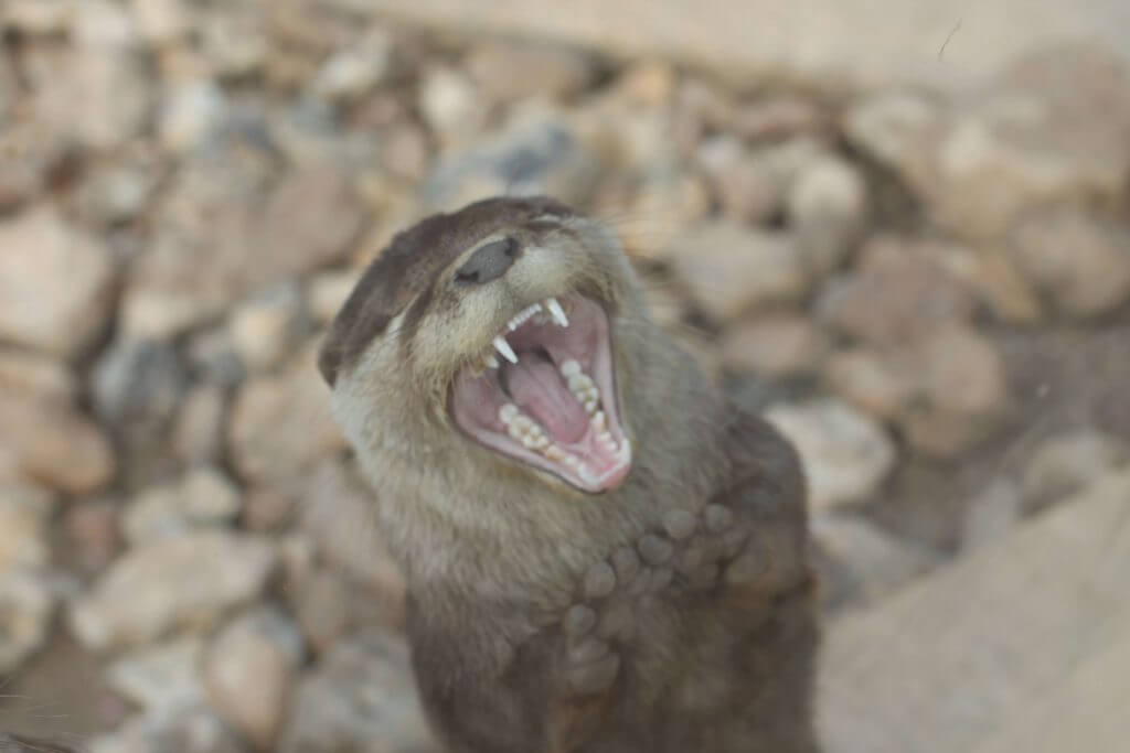 Loutre naine d’Asie