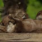 Loutre naine d’Asie