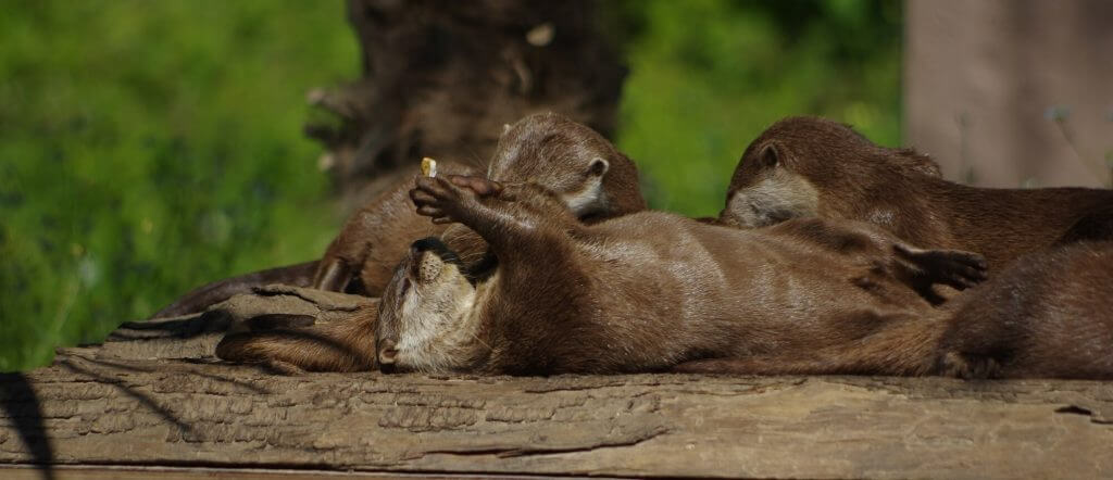 Loutre naine d’Asie