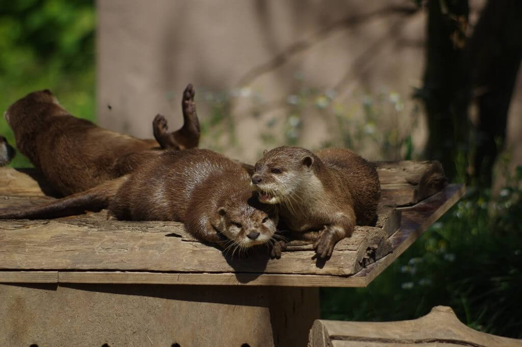 bébé loutre - Photo de Les Jardins Animaliers Biotropica, Val de Reuil -  Tripadvisor