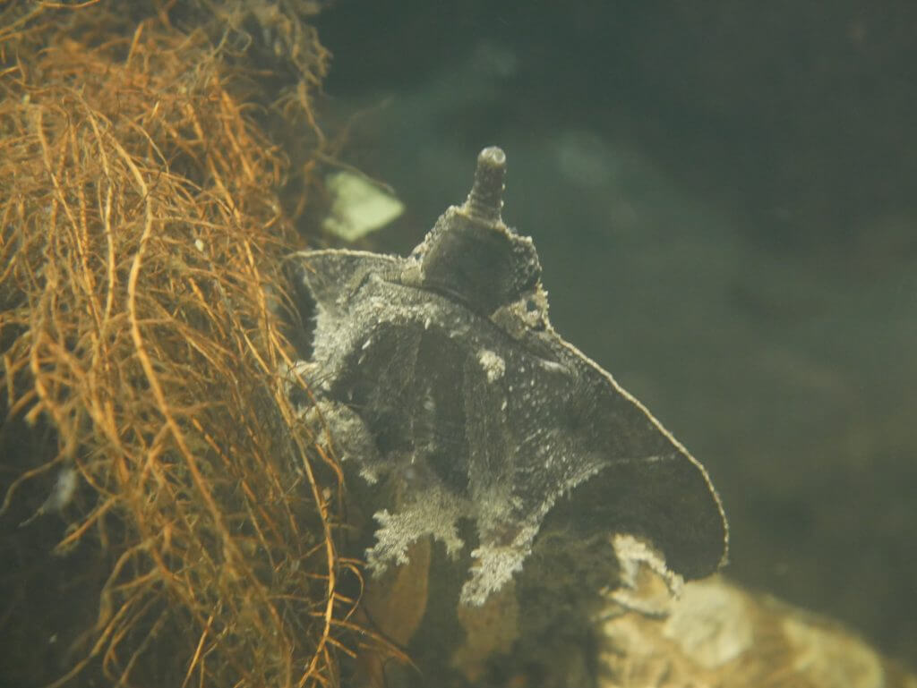tortues Matamata
