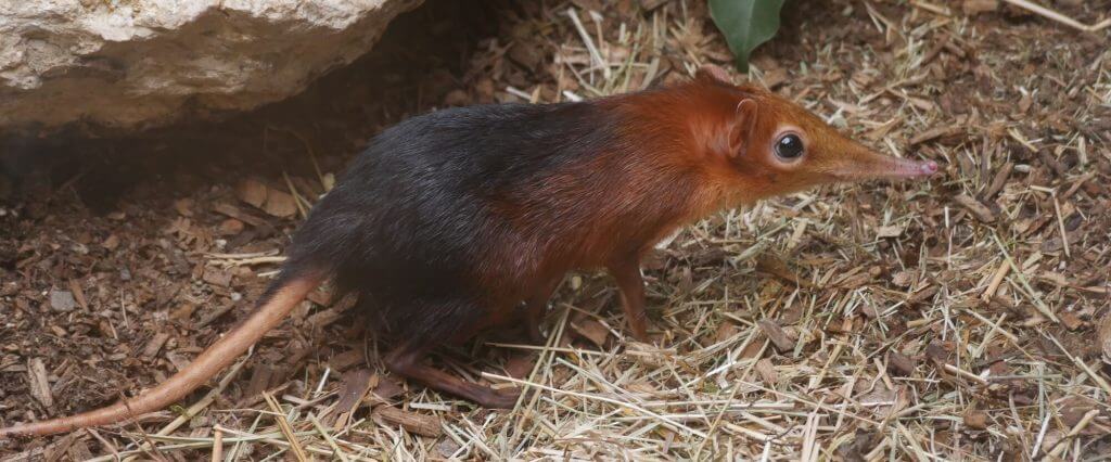 bébé loutre - Photo de Les Jardins Animaliers Biotropica, Val de Reuil -  Tripadvisor