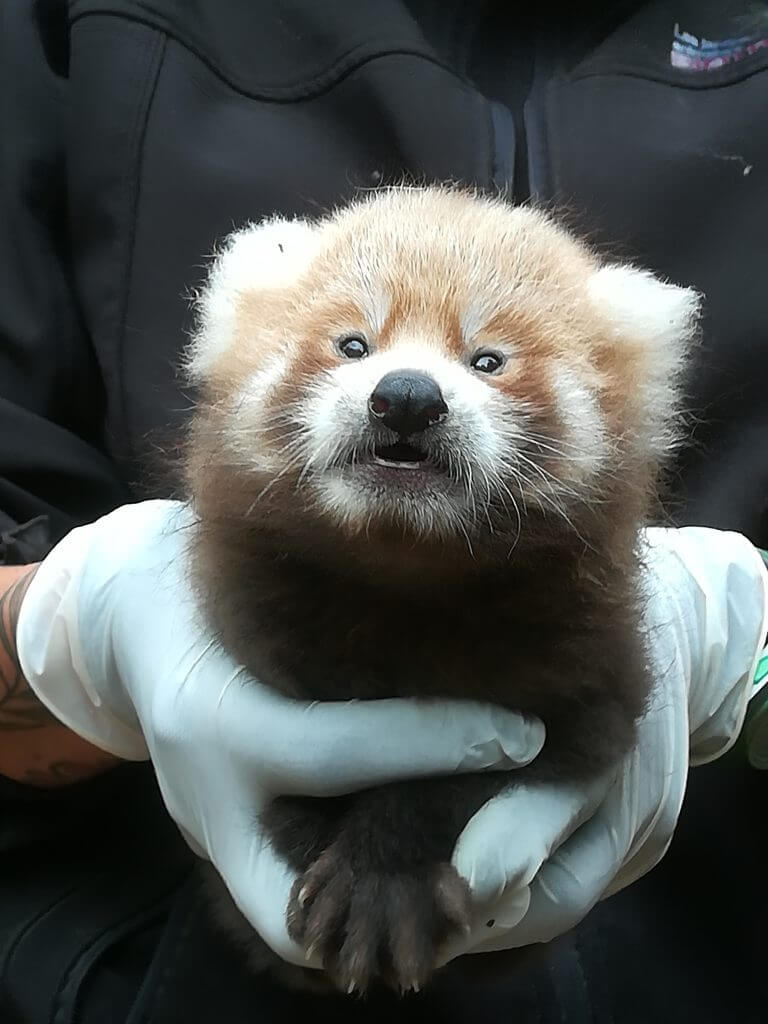 Naissance d’un panda roux en juillet 2019