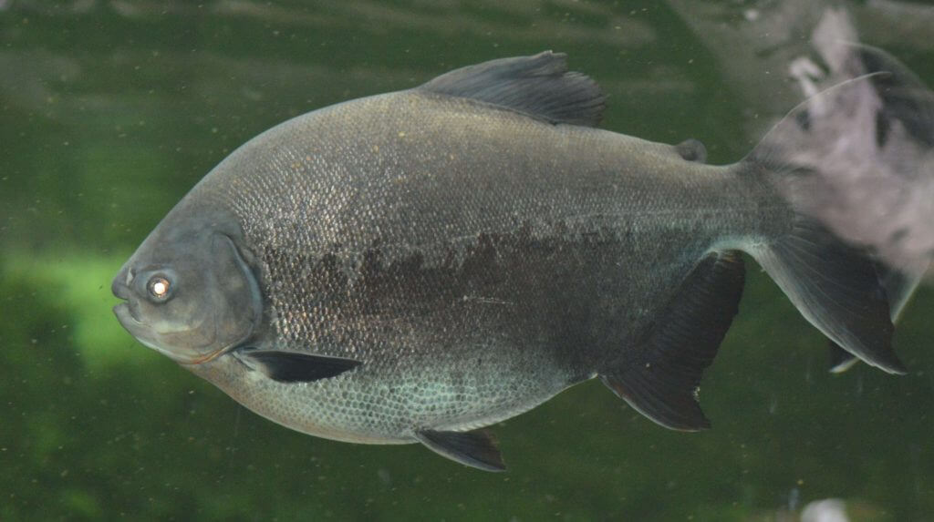 Pacu géant