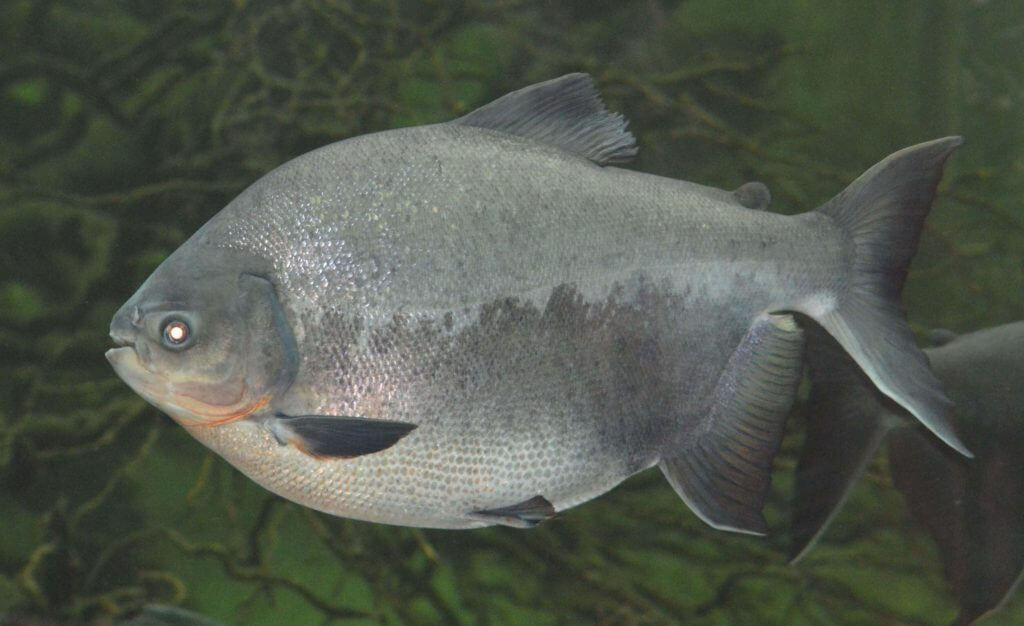 Pacu géant