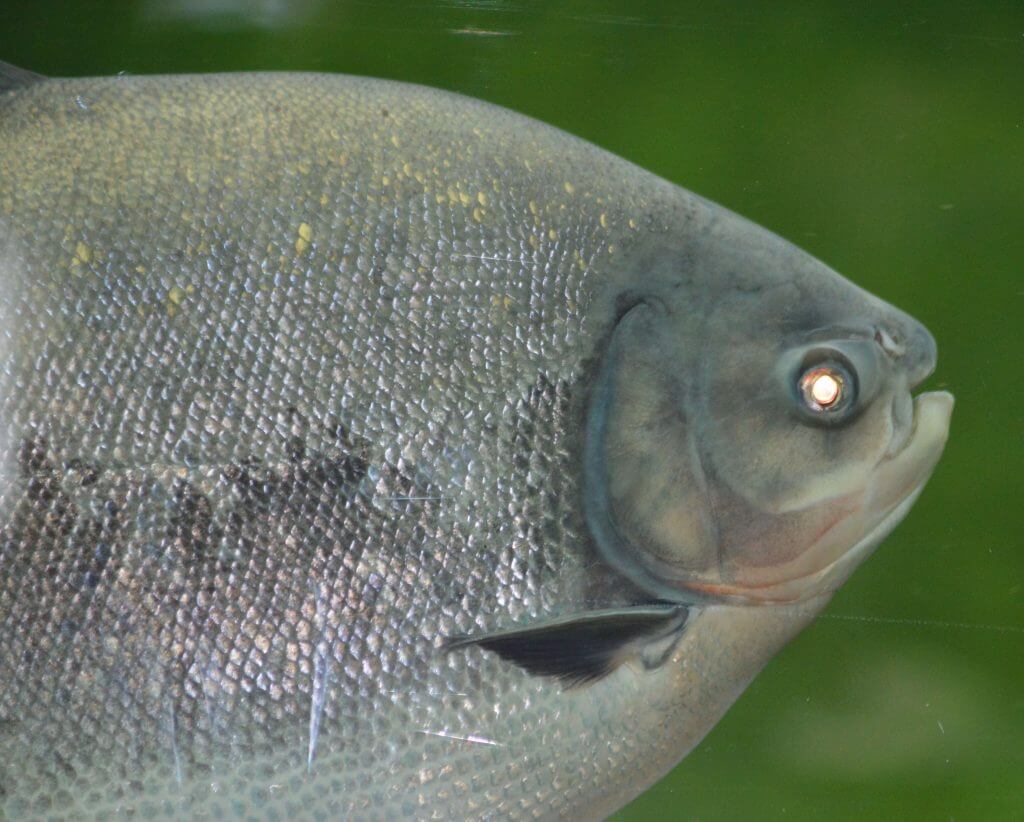 Pacu géant