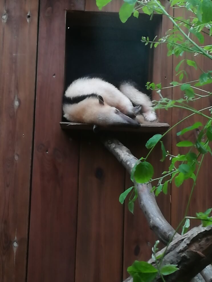 Fourmilier nain ou Tamandua