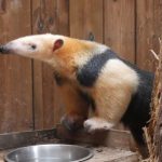 Fourmilier nain ou Tamandua