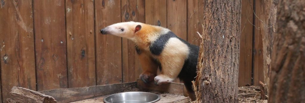 Fourmilier nain ou Tamandua