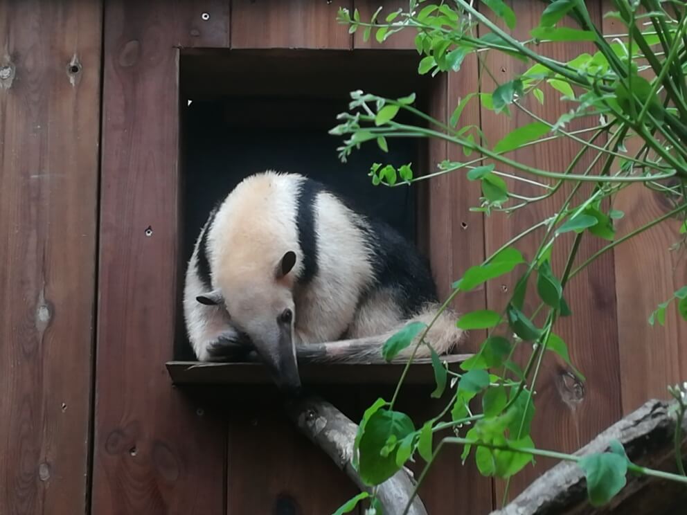 Fourmilier nain ou Tamandua