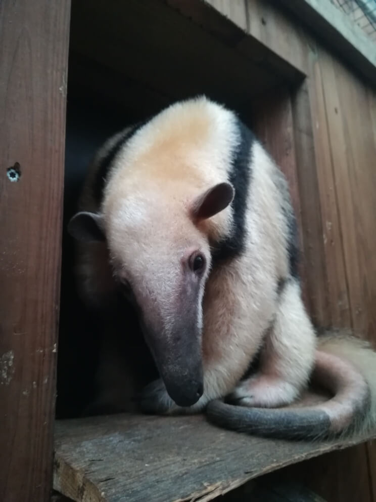 Fourmilier nain ou Tamandua