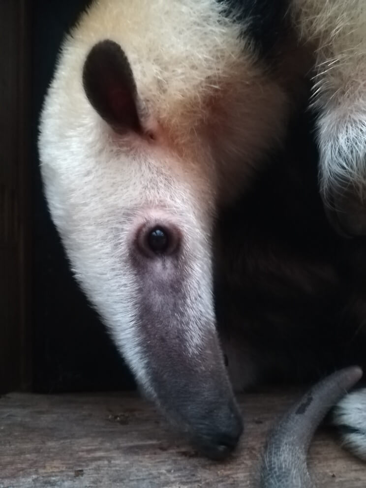 Fourmilier nain ou Tamandua