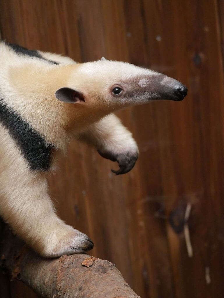 Fourmilier nain ou Tamandua