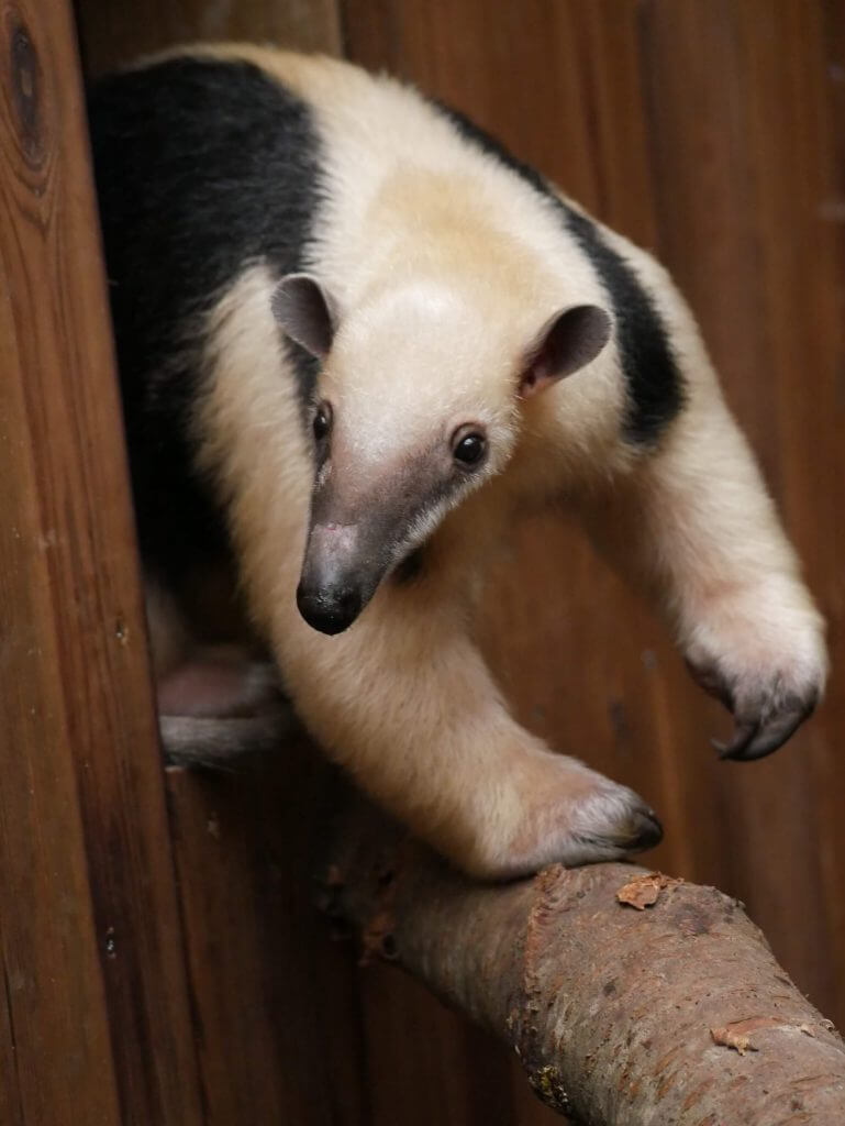 Fourmilier nain ou Tamandua